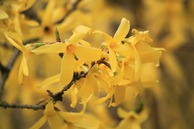 forsythia-forced branches-landscape designer-